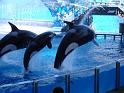 Sea World-132